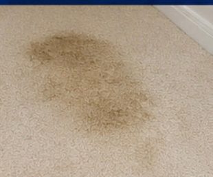 Pet Accident & Odor before treatment